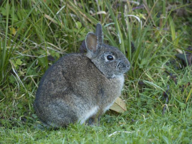 Redwood Bunny