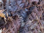 Redwood Ferns