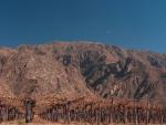 Cafayate wine grapes