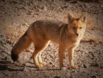 Andean Fox