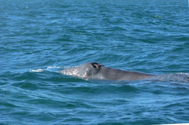 A baby gray whale in Laguna Ojo de Liebre