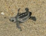 Baby Sea Turtle