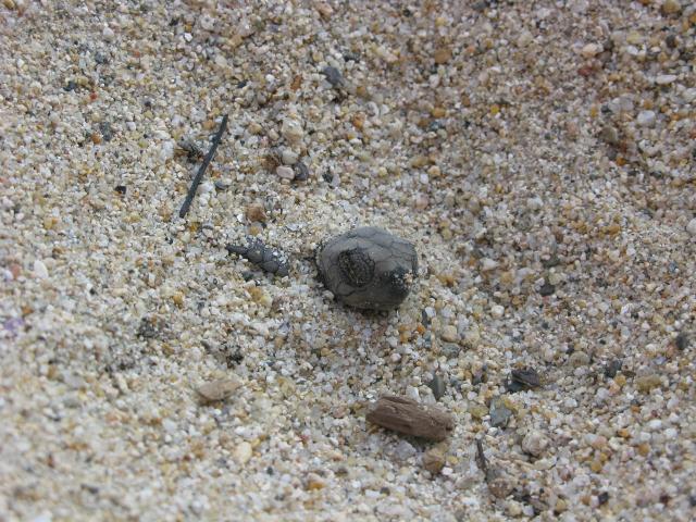 A Sea Turtle digging his way to freedom