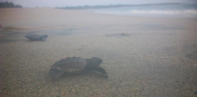 Tortugas in the mist