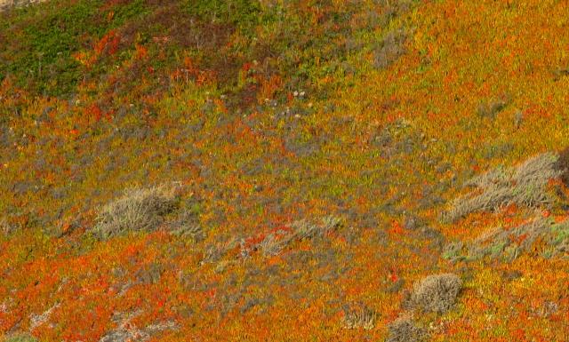 Coastal vegetation