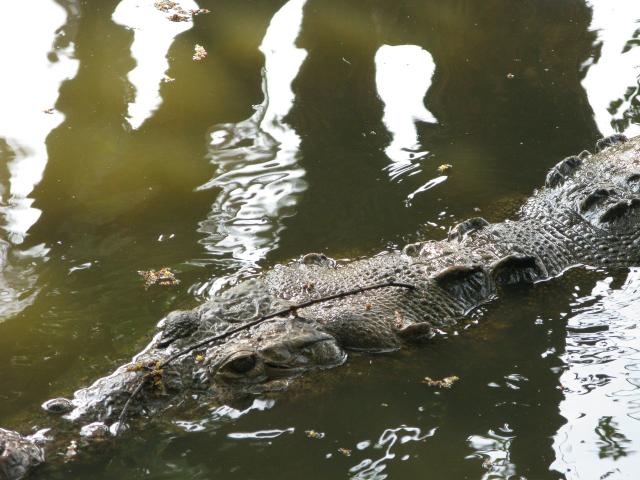 Monster crocodile surfacing