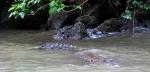 Swimming monster in Sumidero