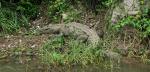 Basking crocs in Sumidero