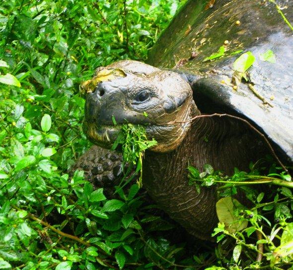 Galapagos Tortoise