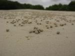 Galapagos crab food