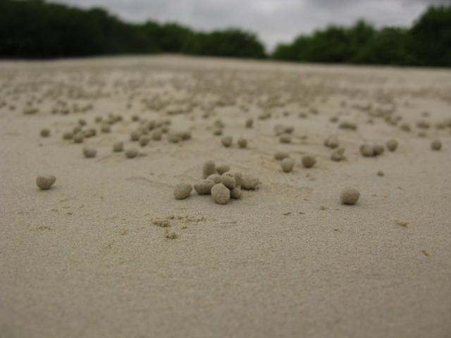 Galapagos crab food