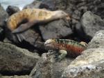 Galapagos Marine Iguana