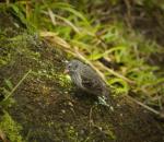 Galapagos Finch