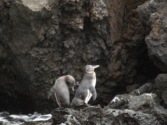 Galapagos Penguins