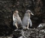 Galapagos Penguins