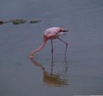 Galapagos Flamingo