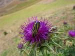 Ecuador thistle