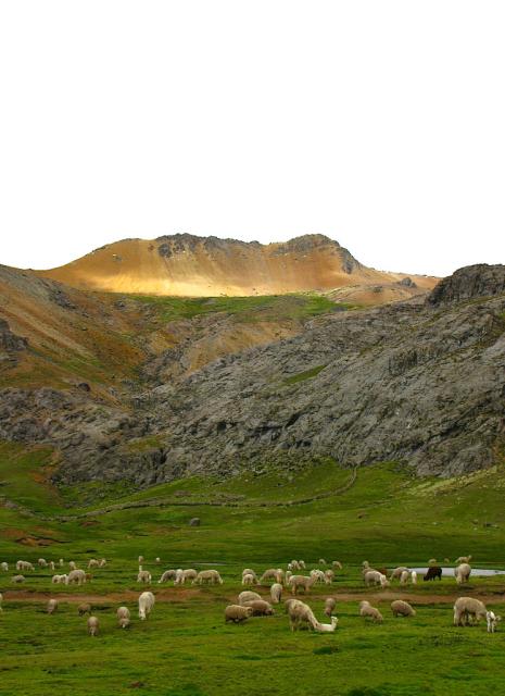 Llamas near Chonta Pass