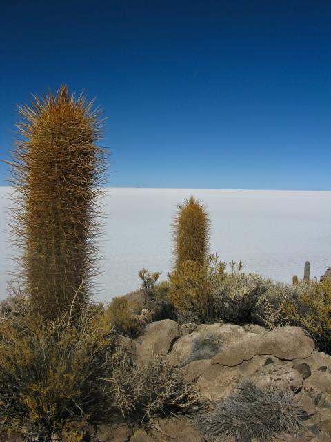 Incawasi, Salar de Uyuni