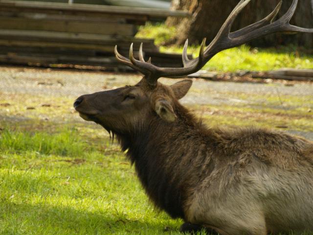 California Elk